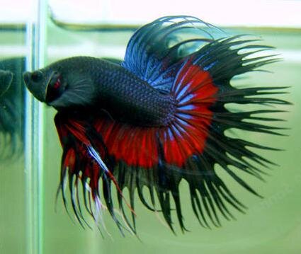 Betta splendens male / Kampffisch männl.