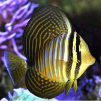 Indischer Segelflossen Doktorfisch / Zebrasoma desjardini