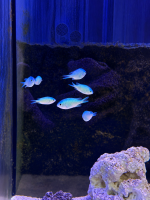 Grünes Schwalbenschwänzchen / Chromis viridis