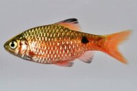 Prachtbarbe / Puntius conchonius