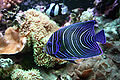 Koran-Kaiserfisch / Pomacanthus semicirculatus