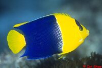 Zwei Farbiger Zwergkaiserfisch / Centropyge bicolor