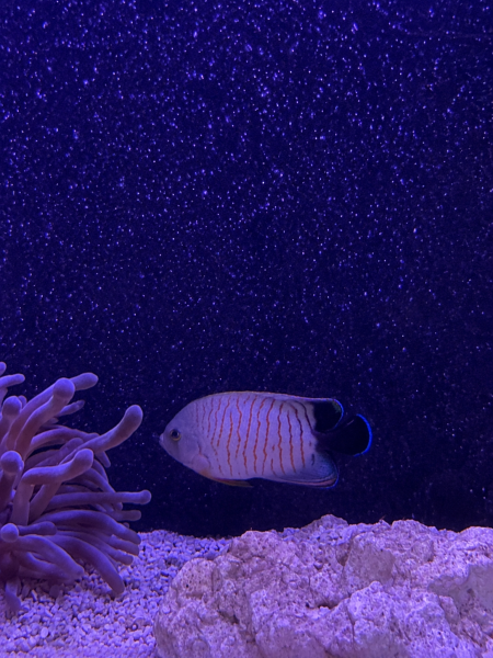 Gestreifter Zwergkaiserfisch / Centropyge eibli