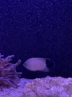 Gestreifter Zwergkaiserfisch / Centropyge eibli