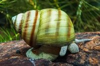 Viviparus viviparus / Sumpfdeckelschnecke