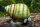 Viviparus viviparus / Sumpfdeckelschnecke