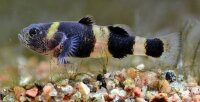 Goldringelgrundel / Brachygobius xanthozona