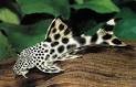 L-75 Ancistomus cf. sabaji / Para - Plecostomus