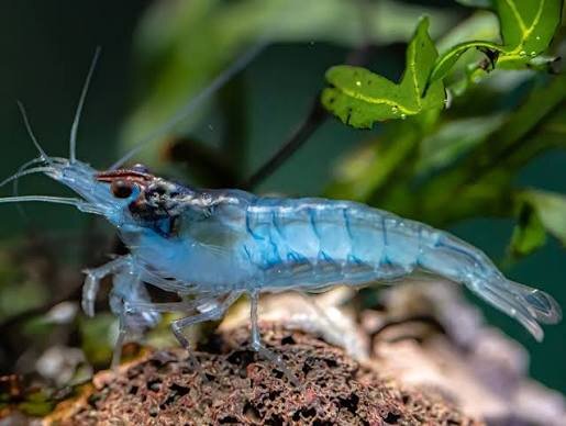 Blue Jelly Zwerggarnele  / Neocaridina davidi