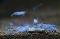 Blue Jelly Zwerggarnele  / Neocaridina davidi