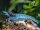 Blue Jelly Zwerggarnele  / Neocaridina davidi