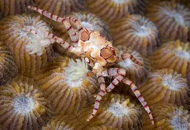 Boxerkrabbe / Lybia tesselata