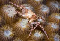 Boxerkrabbe / Lybia tesselata