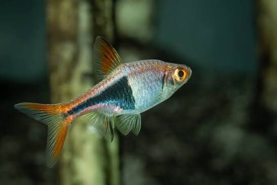 Keilfleckbärbling / Rasbora heteromorpha