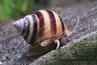 Zebra-Apfelschnecke / Asolene spixi