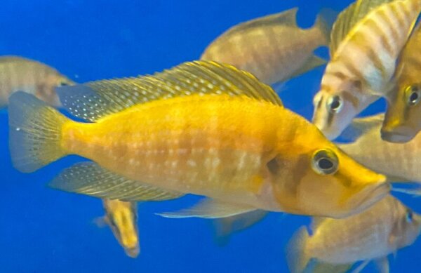 Nanderbuntbarsch gold / Altolamprologus compressiceps gold