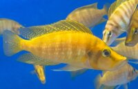 Nanderbuntbarsch gold / Altolamprologus compressiceps gold