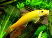 Gold Saugschmerle / Gyrinocheilus aymonieri gold