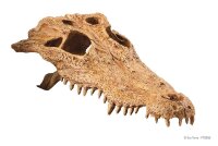 Crocodile Kopf 23x12x7.5cm Exo Terra