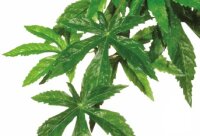 Jungle Plant Abutilon mittel Exo Terra