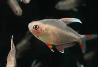 Schmucksalmler / Hyphessobrycon ornatus