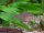 Schmucksalmler / Hyphessobrycon ornatus