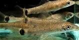 Netz-Pinselalgenfresser / Crossocheilus reticulatus