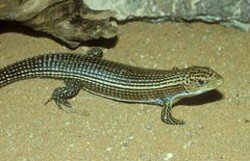 Schildechse/ Gerrhosaurus major