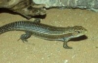 Schildechse/ Gerrhosaurus major