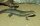 Schildechse/ Gerrhosaurus major