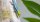 Taggecko blau/ Phelsuma klemmerii 0,1