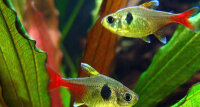 Gelber Phantomsalmler / Hyphessobrycon roseus