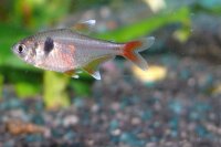 Gelber Phantomsalmler / Hyphessobrycon roseus