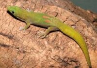 Goldstaubtaggecko / Phelsuma laticauda
