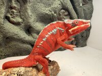 Pantherchamäleon / Furcifer pardalis