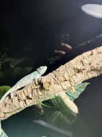 Pantherchamäleon / Furcifer pardalis