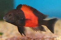 Orangefleck - Moorii Buntbarsch / Tropheus moorii Orange