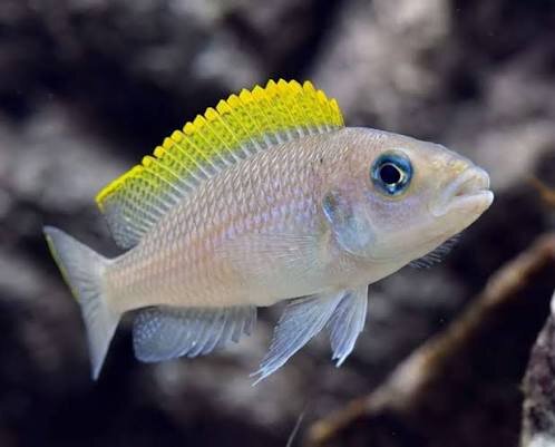 Gelbflossen-Feenbuntbarsch / Neolamprologus caudopunctatus