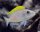 Gelbflossen-Feenbuntbarsch / Neolamprologus caudopunctatus