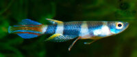 Ringelhechtling / Pseudepiplatys annulatus