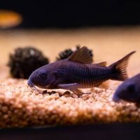 Schwarzer Panzerwels / Corydoras aeneus black
