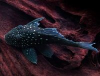 L-128 Ancistrinae spec. / Blue Phantom Saugwels blau