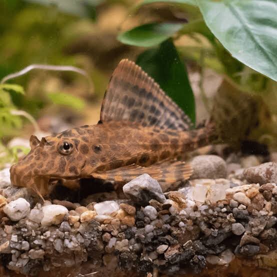 L-104 Wels Panaqolus sp. LDA 67 / Clown Pleco Zwergschilderwels