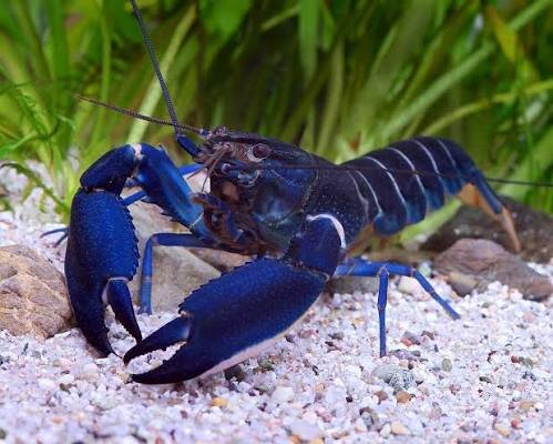 Blauer Sternkrebs / Cherax sp. blue moon