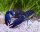 Blauer Sternkrebs / Cherax sp. blue moon