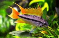 Kakadu-Zwergbuntbarsch "Orange" XL /...