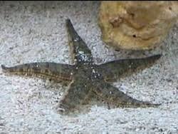 Grabender Seestern / Archaster typicus