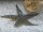 Grabender Seestern / Archaster typicus