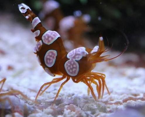 Hohlkreuzgarnele (Sexy Shrimp) / Thor amboinensis