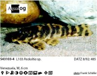 L-103 Peckoltia Pulcher / Zwergharnischwels